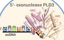 研究人员检查细胞中废物的清除情况识别在 RNA 和 DNA 分解中发挥作用的蛋白质片段