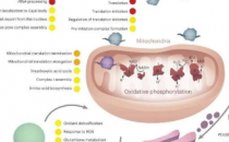 细胞研究揭示了脂质介导的细胞器间生物发生网络