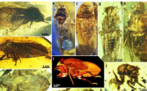 新化石分析揭示蝉的早期进化