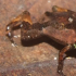 跳蚤蟾蜍可能是世界上最小的脊椎动物