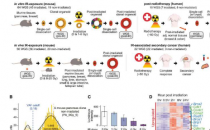 基因组测序揭示了辐射对哺乳动物细胞的突变影响