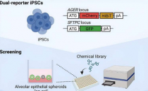 构建凝胶肺泡类器官作为新的筛选平台