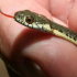一些蛇在嗅觉测试中表现出自我识别的迹象