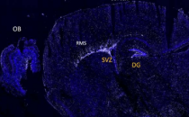 新研究表明神经细胞内的关键分子终生持续存在