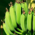 随着气候变暖费城会成为香蕉和菠萝的温室吗