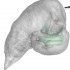 3D模型显示海豚在500万年前就已使用窄带声波进行定位