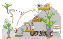 改变中国糖业的先锋甘蔗品种