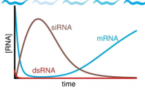 蛔虫研究为开发更好的基于 RNA 的药物治疗人类疾病铺平了道路