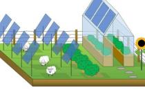 ​新研究揭示太阳能与农业如何共存 