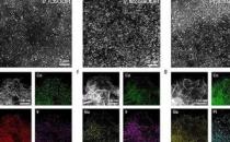 研究人员揭示了单原子催化剂在析氧反应中的性能提升机制
