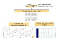 温度波动影响大黄鱼的鱼质