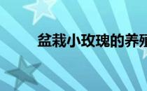 盆栽小玫瑰的养殖方法和注意事项