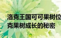 洛克王国可可果树位置大揭秘！——探寻洛克果树成长的秘密