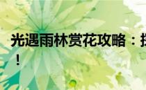 光遇雨林赏花攻略：探寻最佳观花地点与时间！